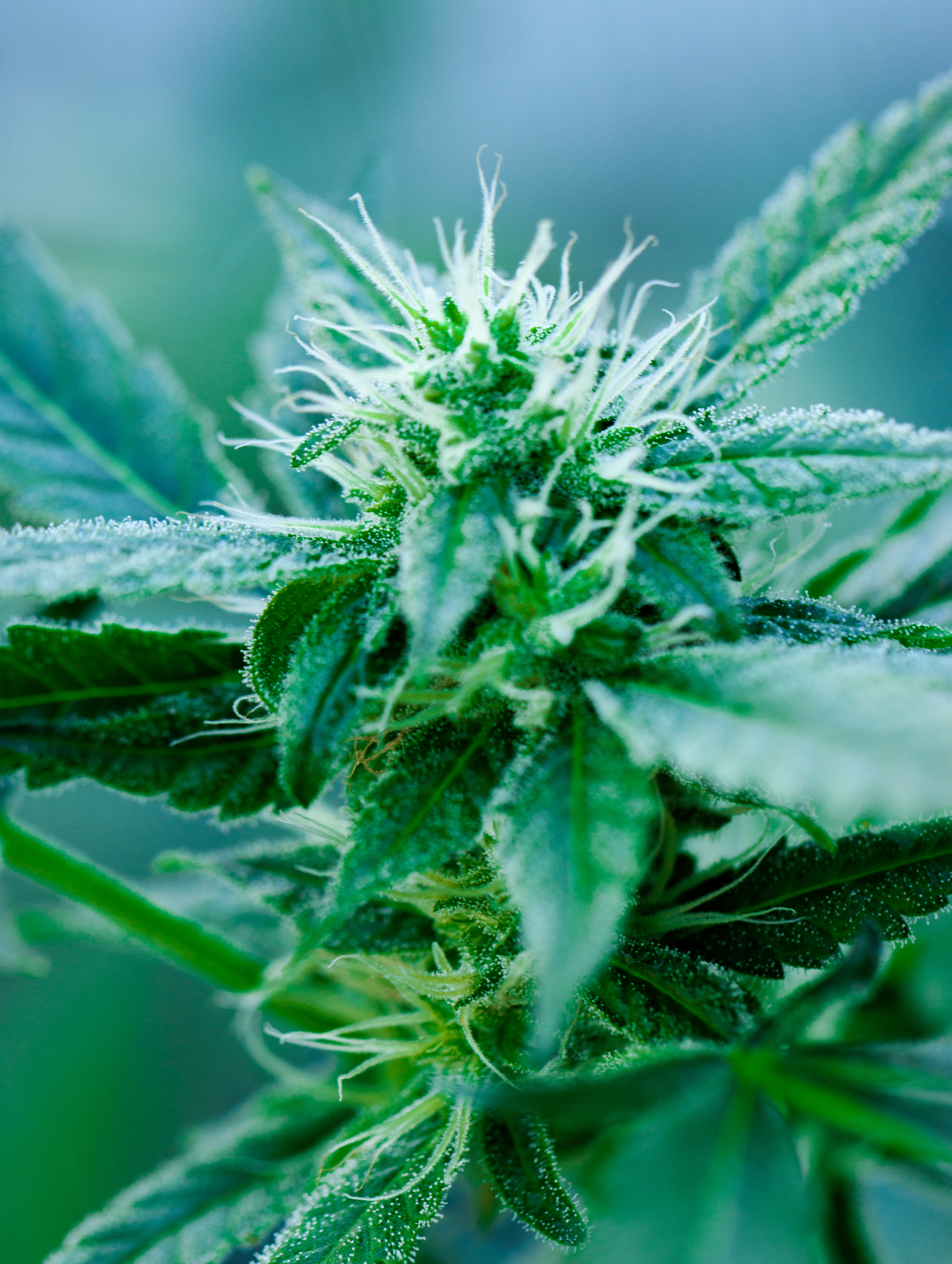 Greener Way Hempire